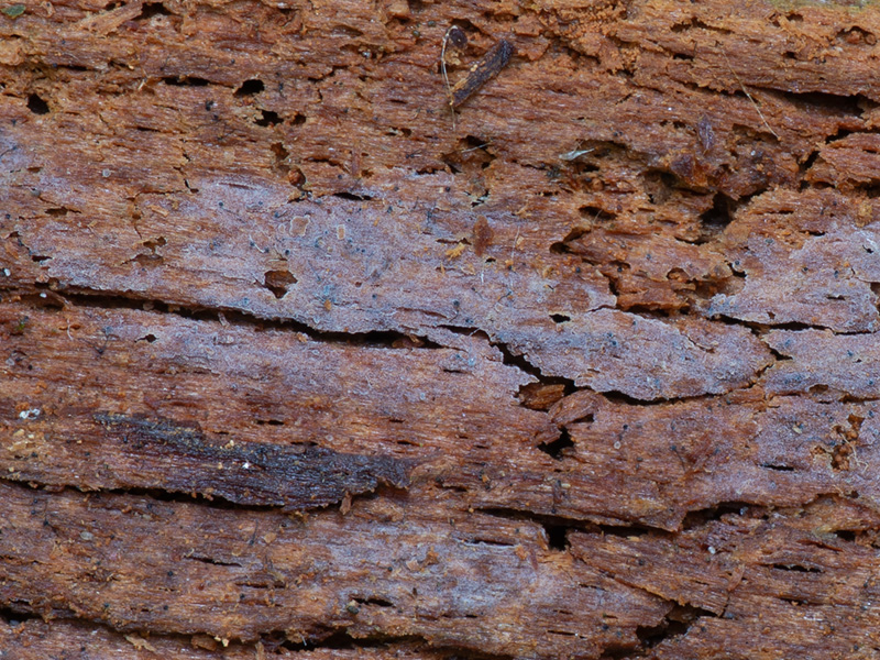 Basidiodendron trachysporum